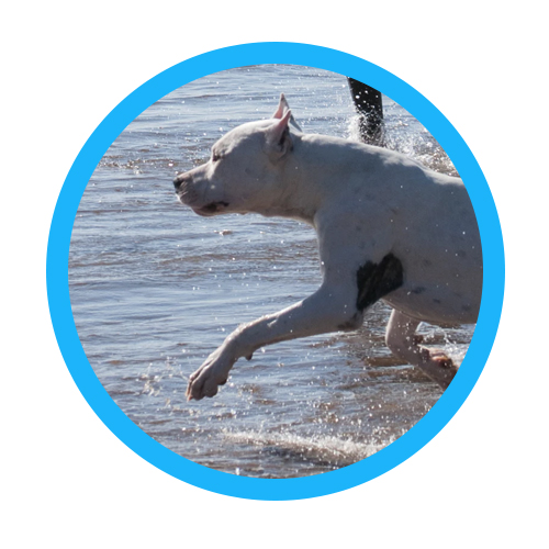 Cane Adulto Sportivo