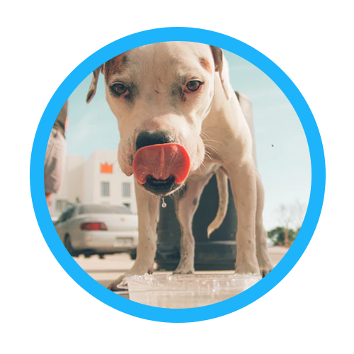 Prodotti Umidi per Cane